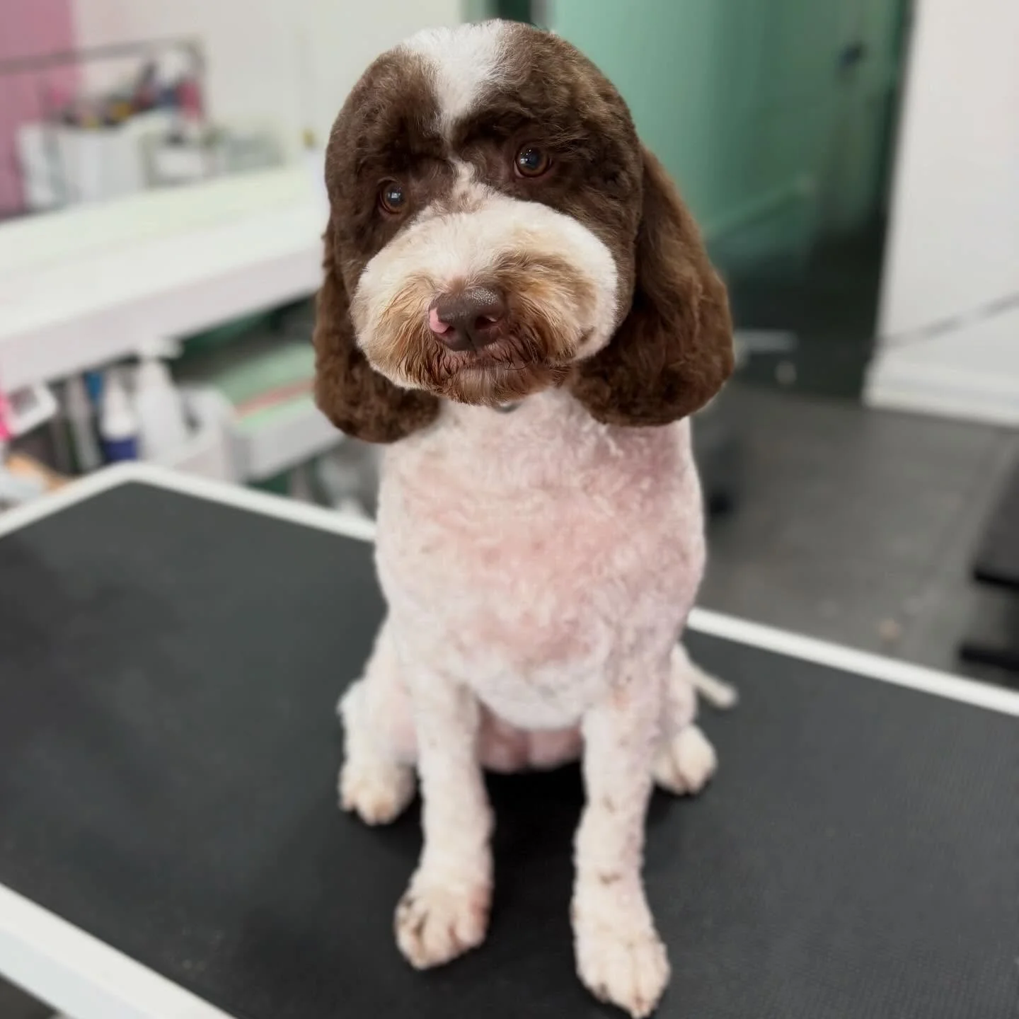 Margot 💖

#stitchandgrizz #wollongongdoggroomer #doggroomer #doggroomingsalon #dogsofwollongong