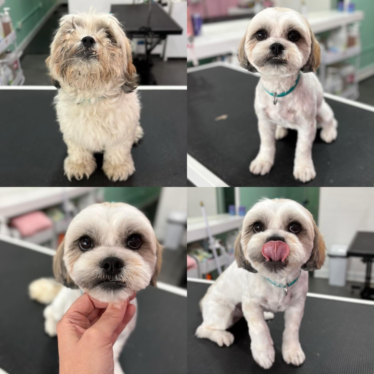 Chip 💖

#stitchandgrizz #glowup #dogsofwollongong #wollongongdoggroomer #beforeandafter