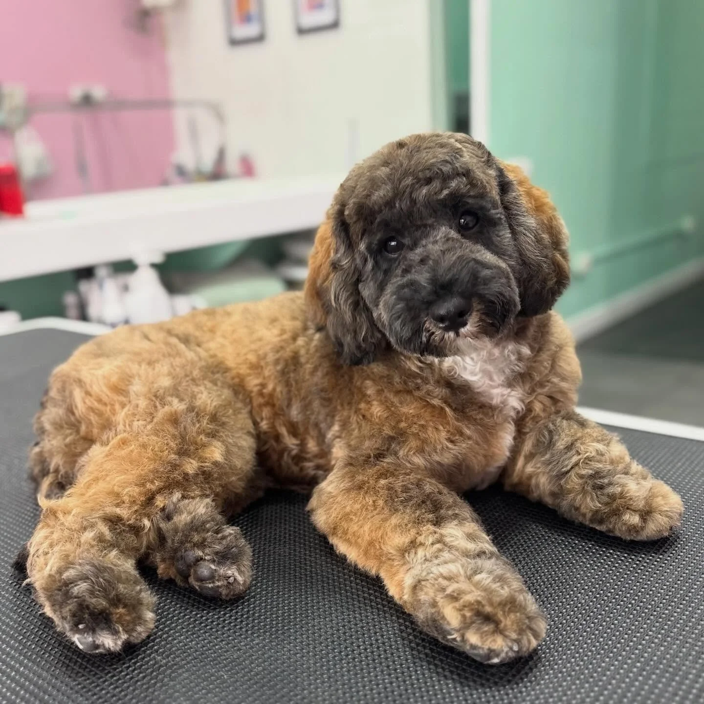 Milo 💖

#stitchandgrizz #wollongongdoggroomer #dogsofwollongong #doggroomer #doggroomingsalon