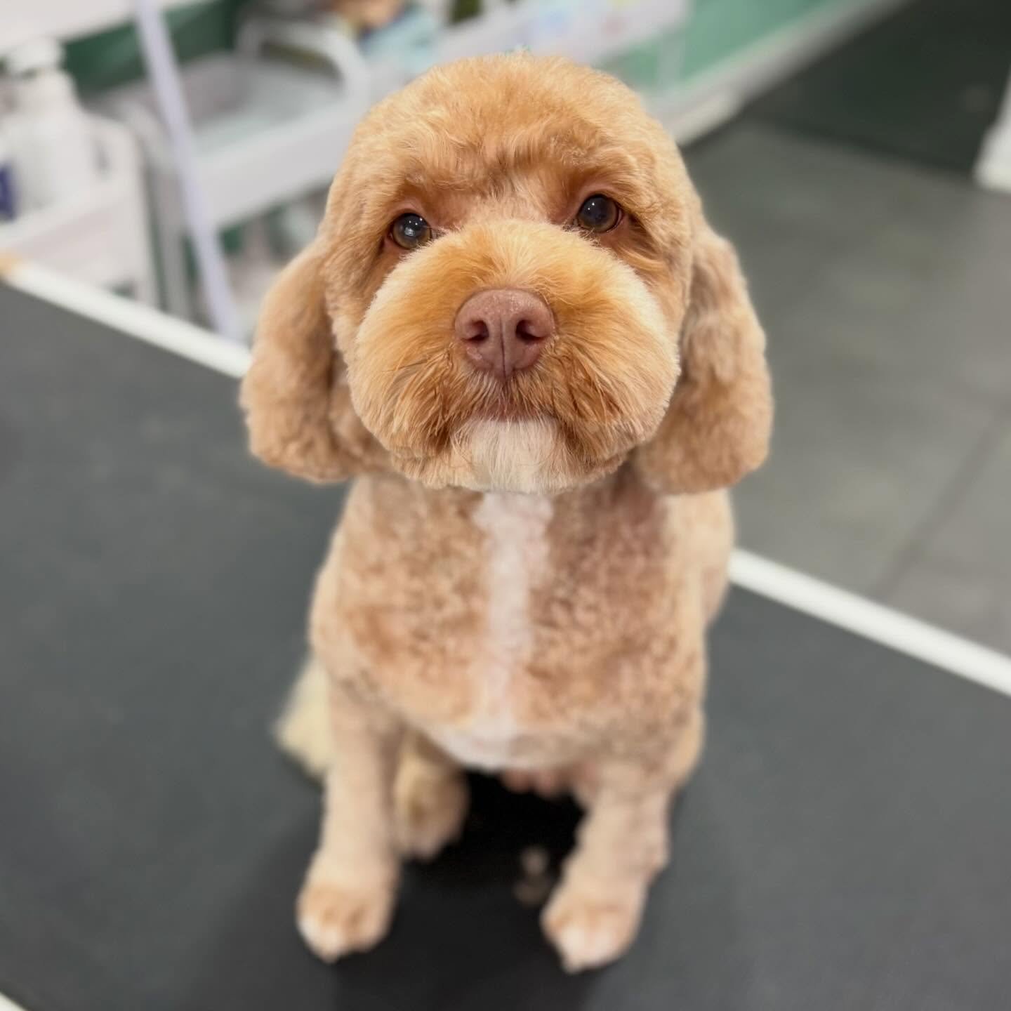 Toffee 💖

#stitchandgrizz #wollongongdoggroomer #doggroomingsalon #wollongongdogs #doggrooming