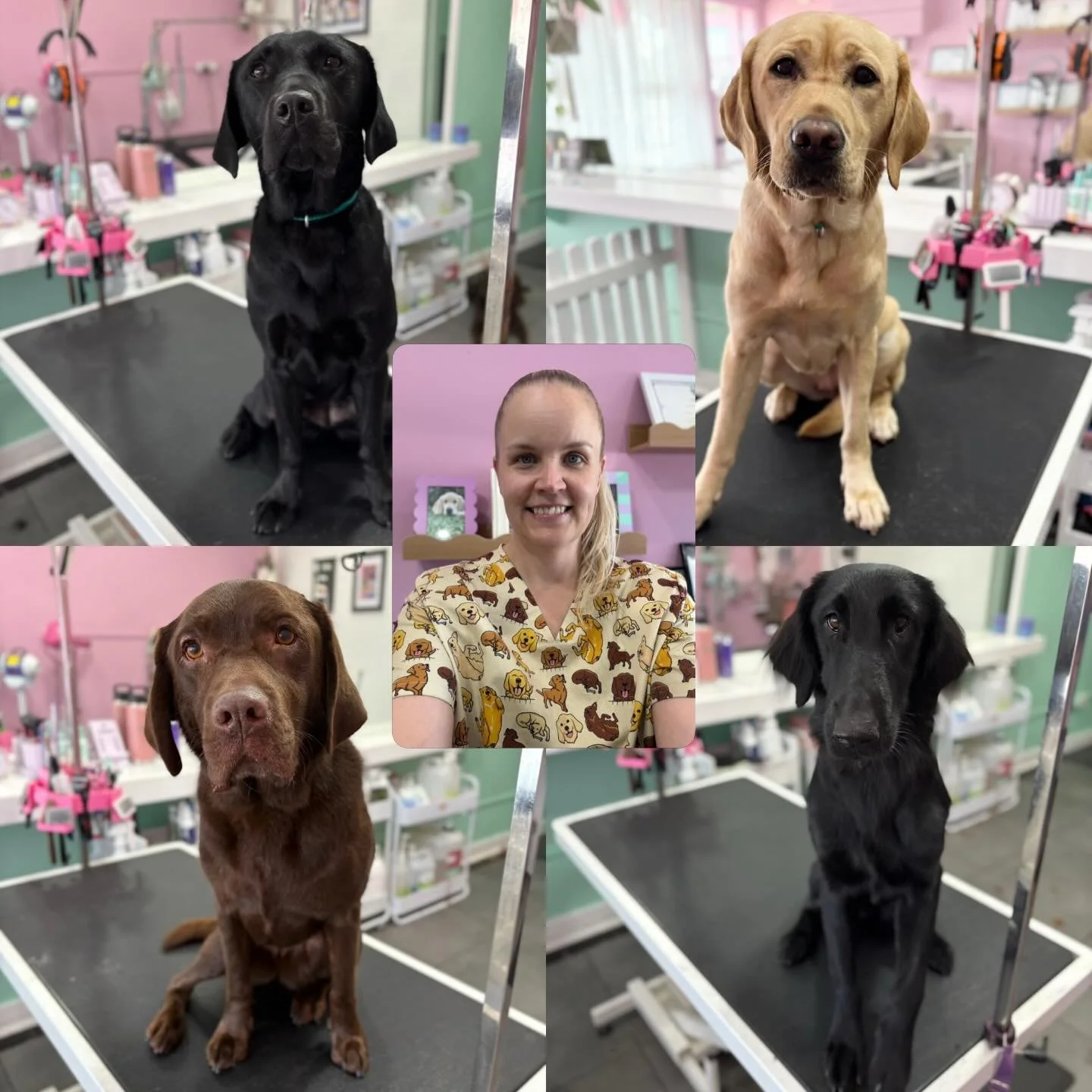🐾It was a retriever day in the salon today! 🎉 

I wore my retriever shirt in hopes of them letting me join their girl pack 💖💅🙋🏼&zwj;♀️

Miles, Po, Bonny &amp; Roux 💖

#stitchandgrizz #wollongongdoggroomer #retriever #doggroomer #doggroomingsal