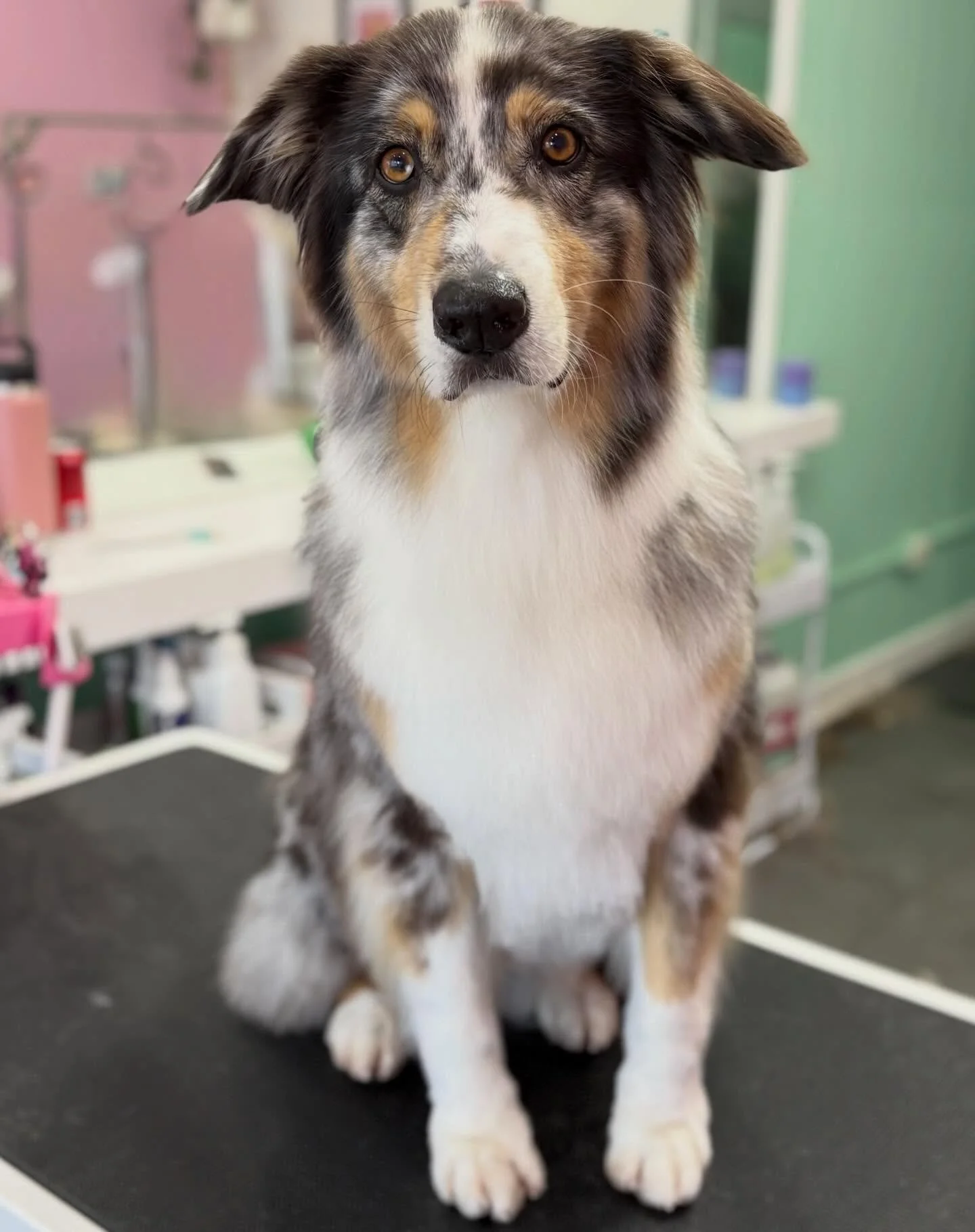 Archer 💖

#stitchandgrizz #wollongongdoggroomer #doggroomer #wollongongdogs #wollongongsmallbusiness