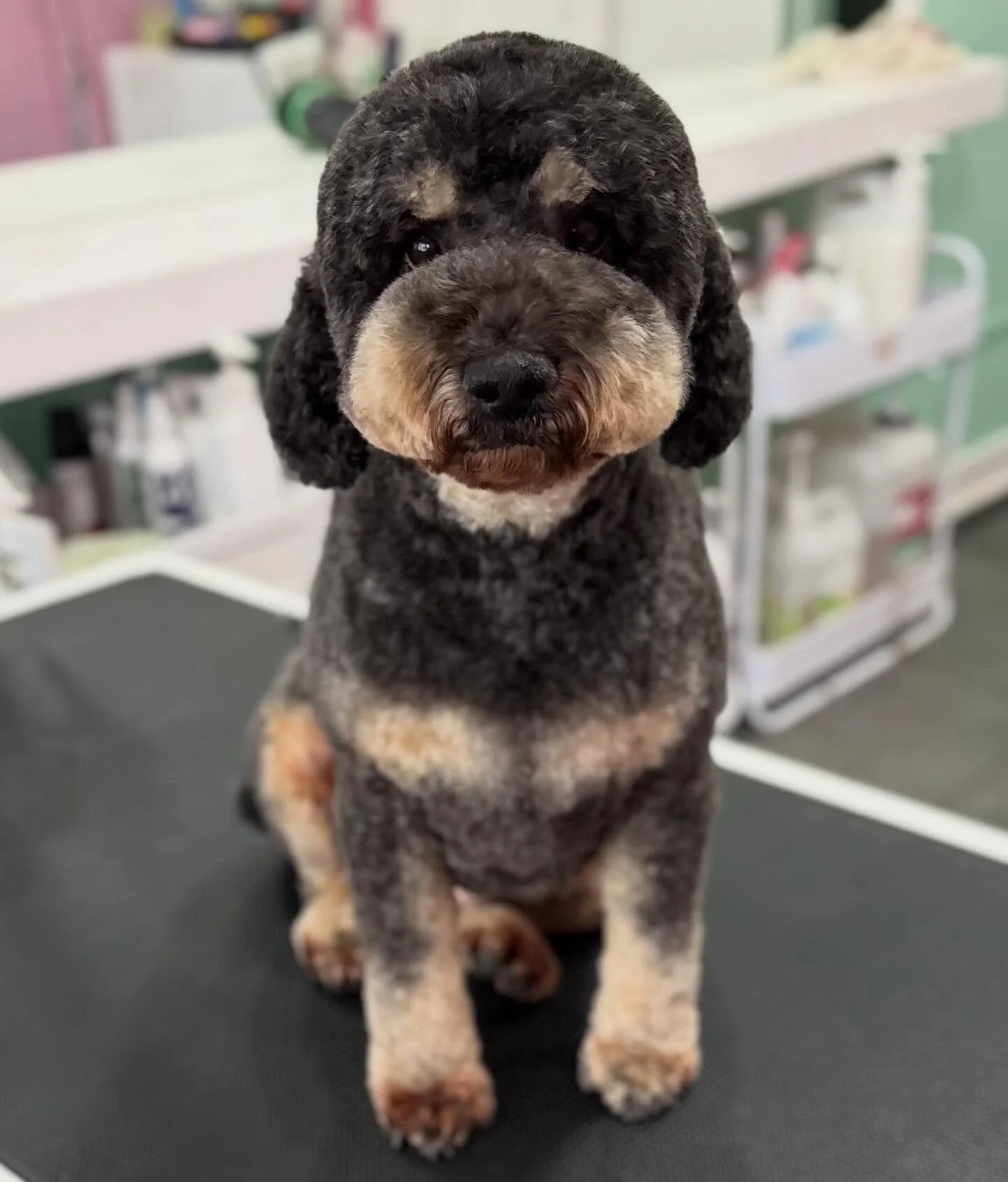 Maggie 💖

#stitchandgrizz #wollongongdoggroomer #doggroomer #wollongongdogs #dogsofwollongong