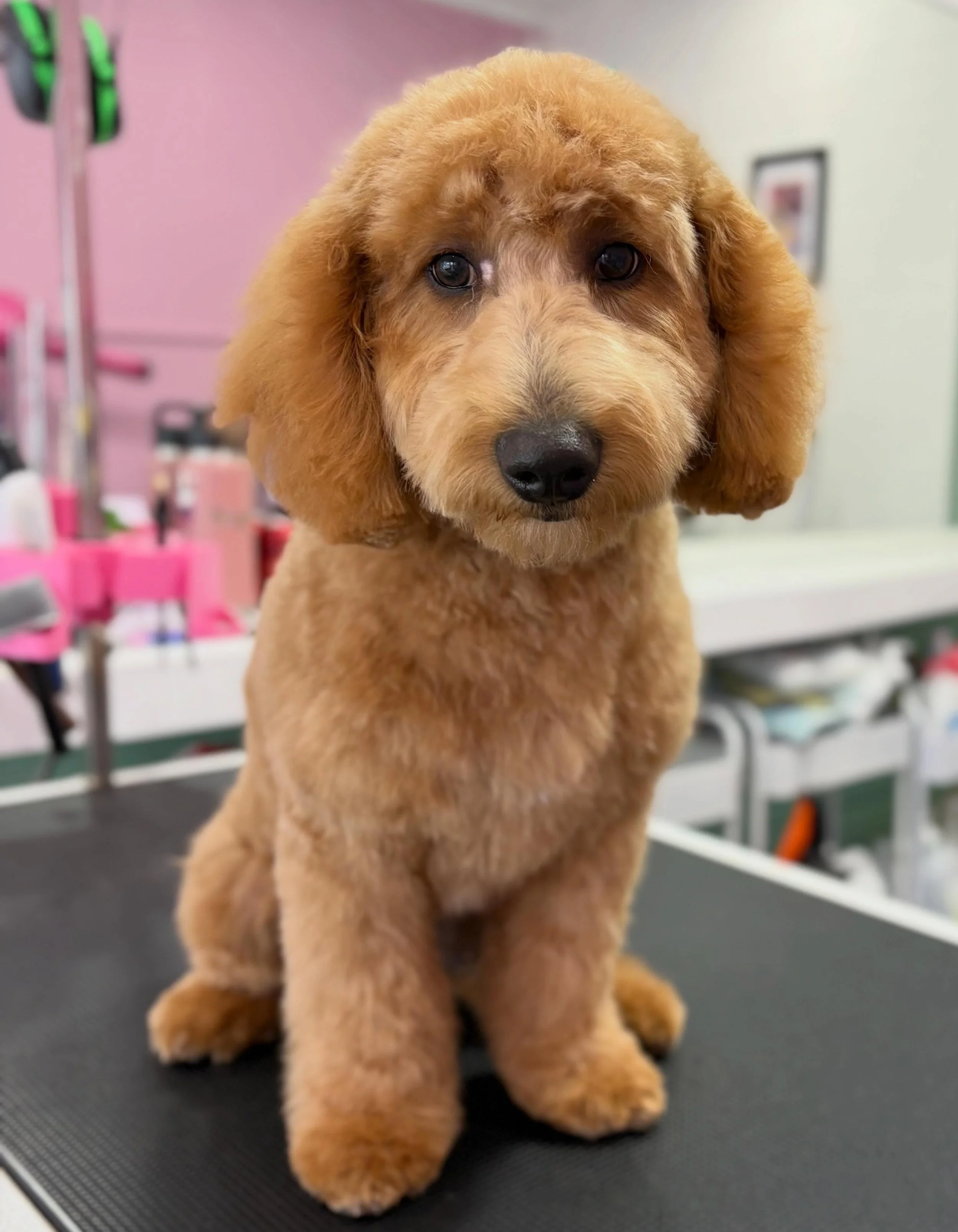 Juno 💖

#stitchandgrizz #wollongongdoggroomer #doggrooming #firstgroom #minigroodle