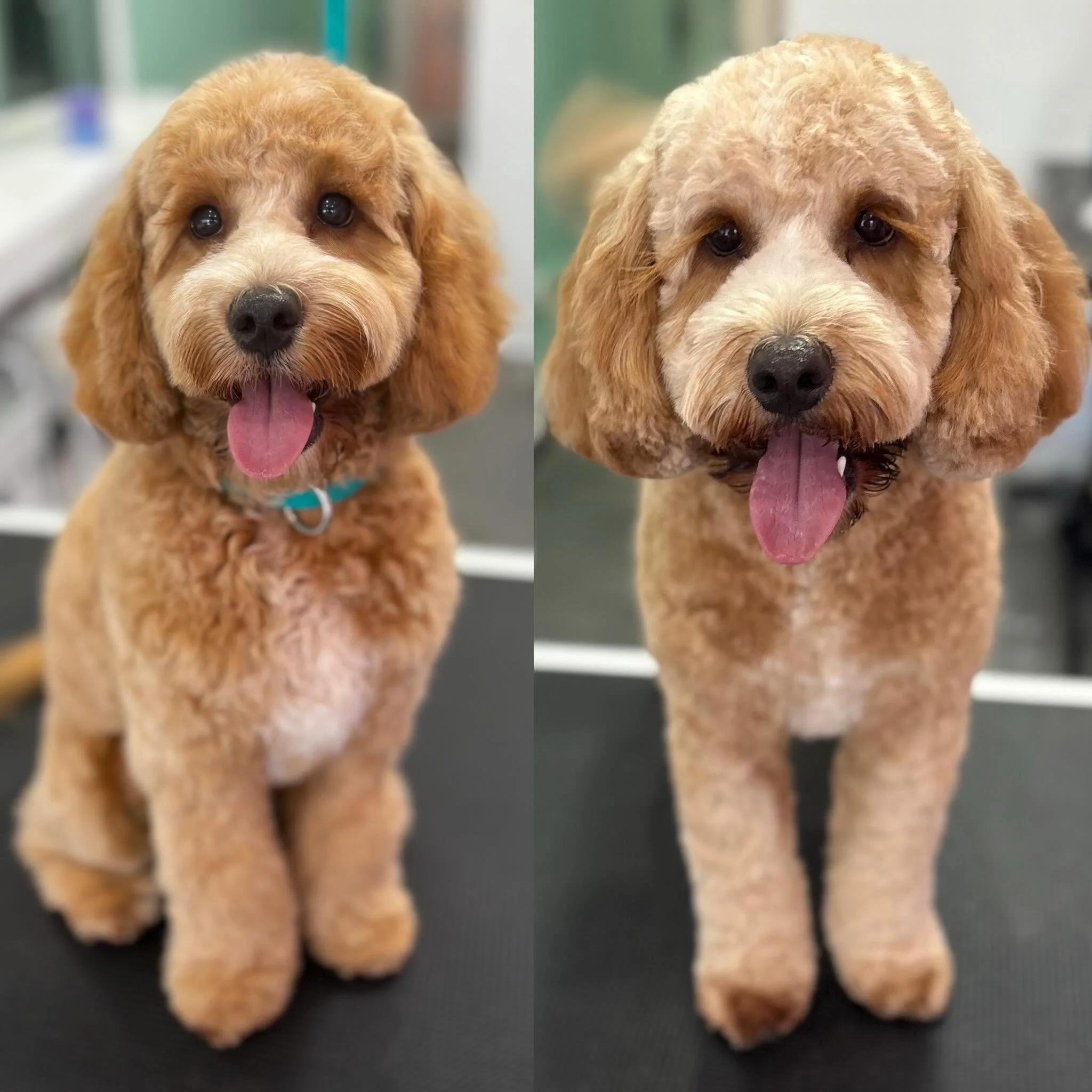 Alfred 💖 

From pup to big boy 🐾

Such a joy watching you grow 🌱