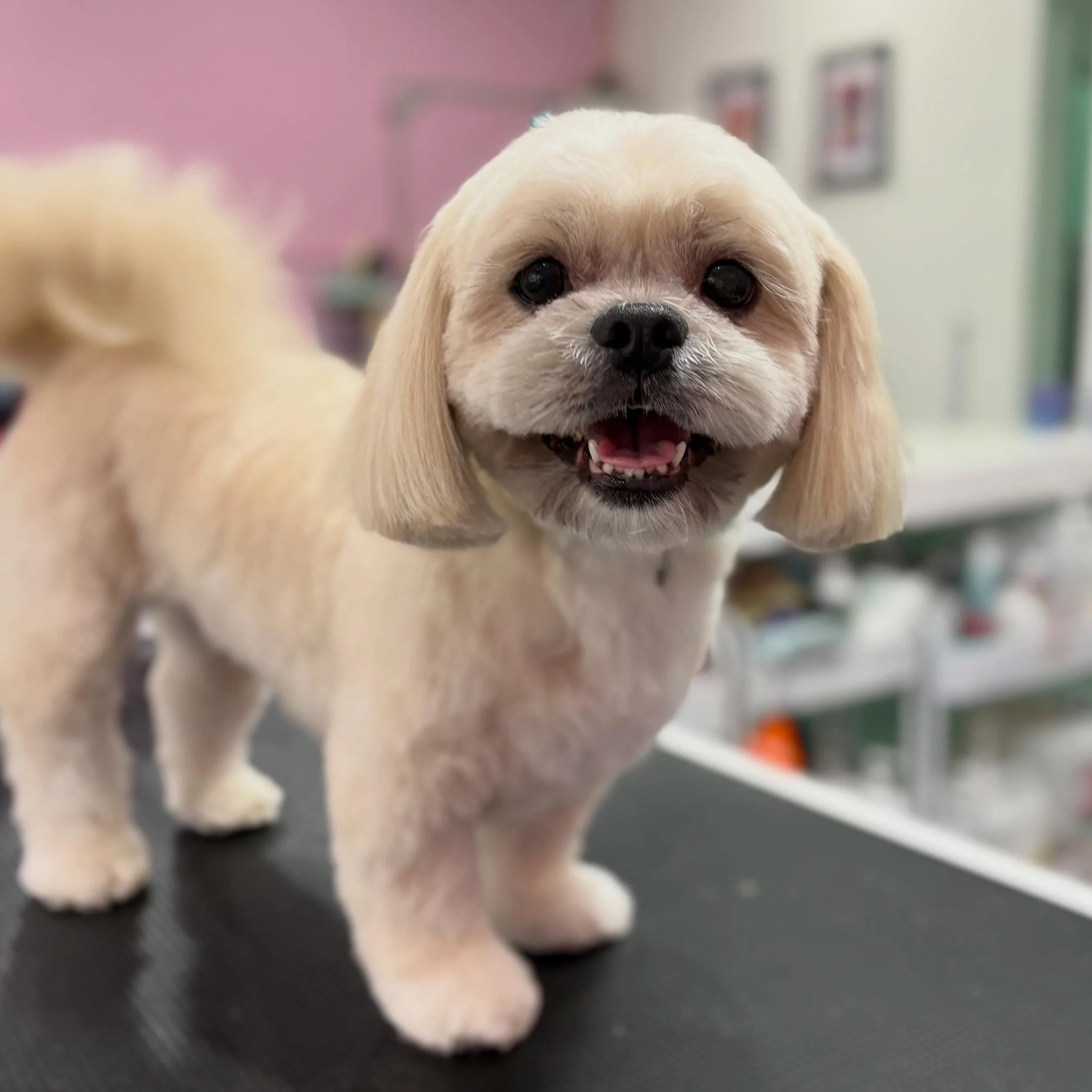 Perci 💖