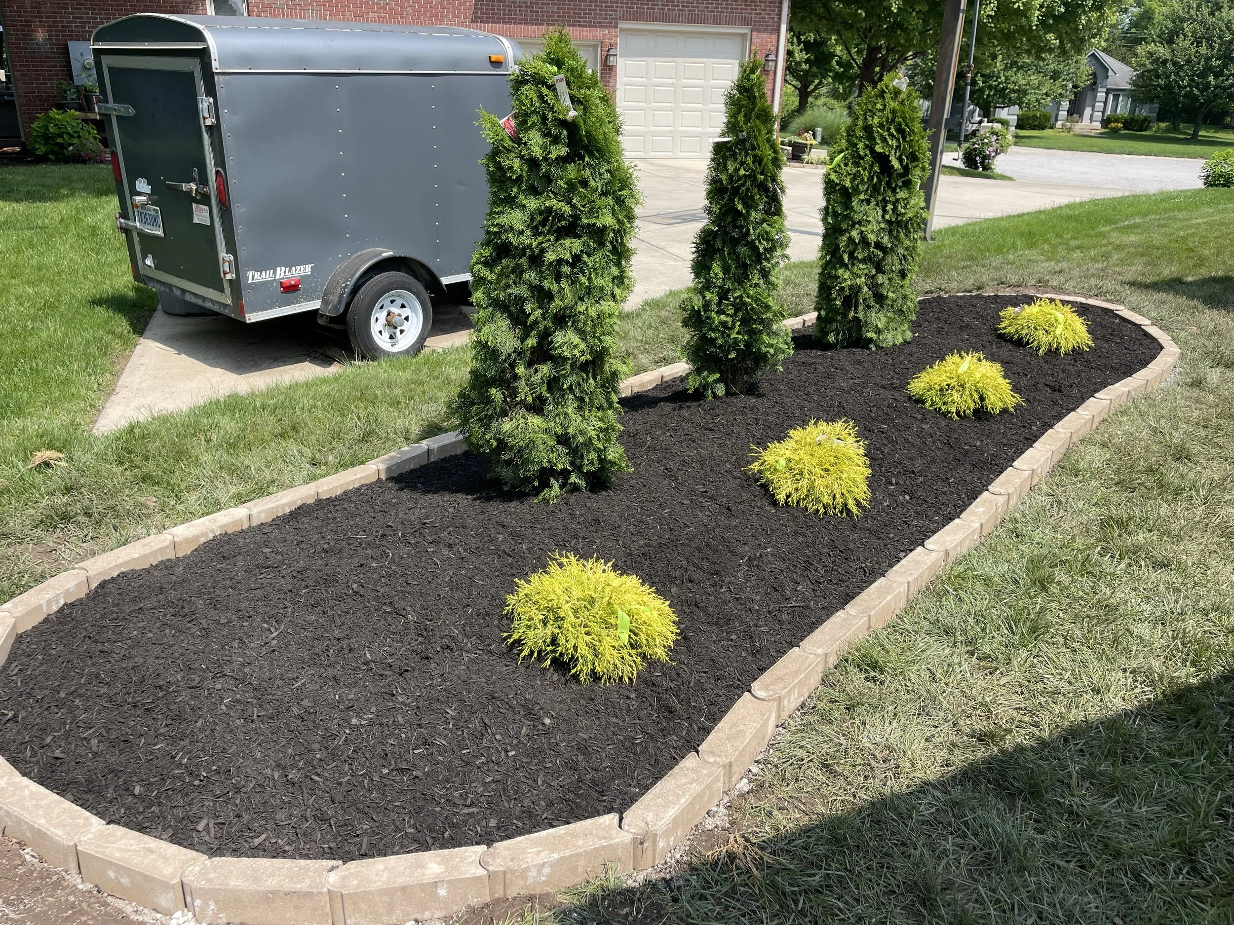 Landscaped garden bed with four tall evergreen trees and five bright yellow shrubs, bordered by light-colored bricks, with a trailer and house in the background.