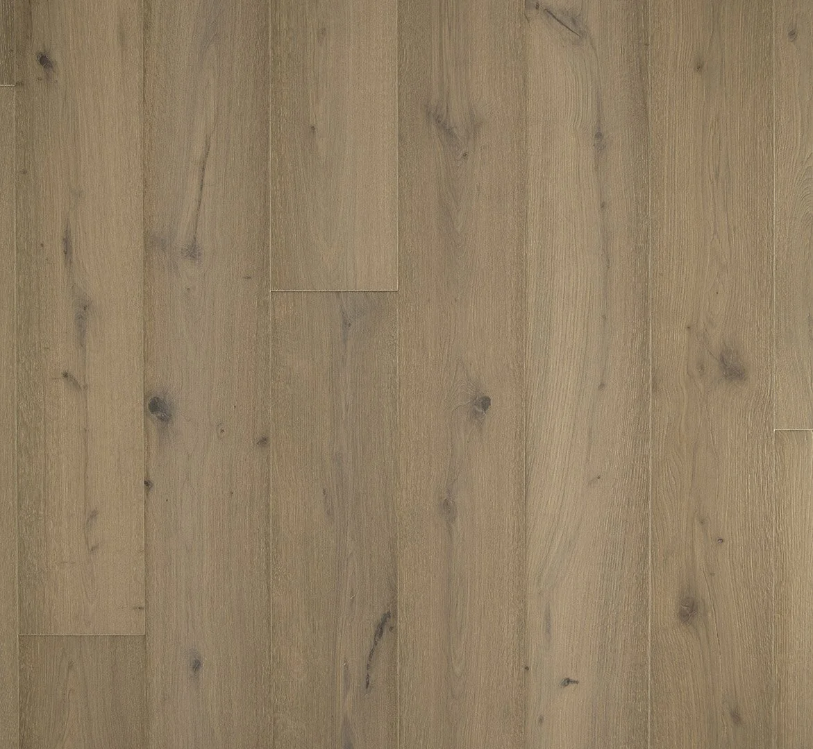 Harmonia Oak Sensus Brunet 2.jpg