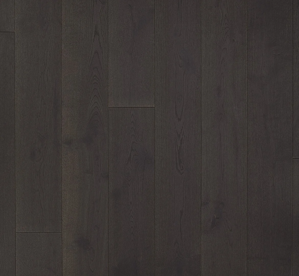 Harmonia Oak Sensus Java 2.jpg