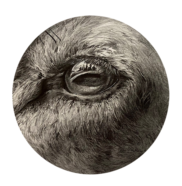 Close-up of an animal's eye with detailed fur surrounding it.