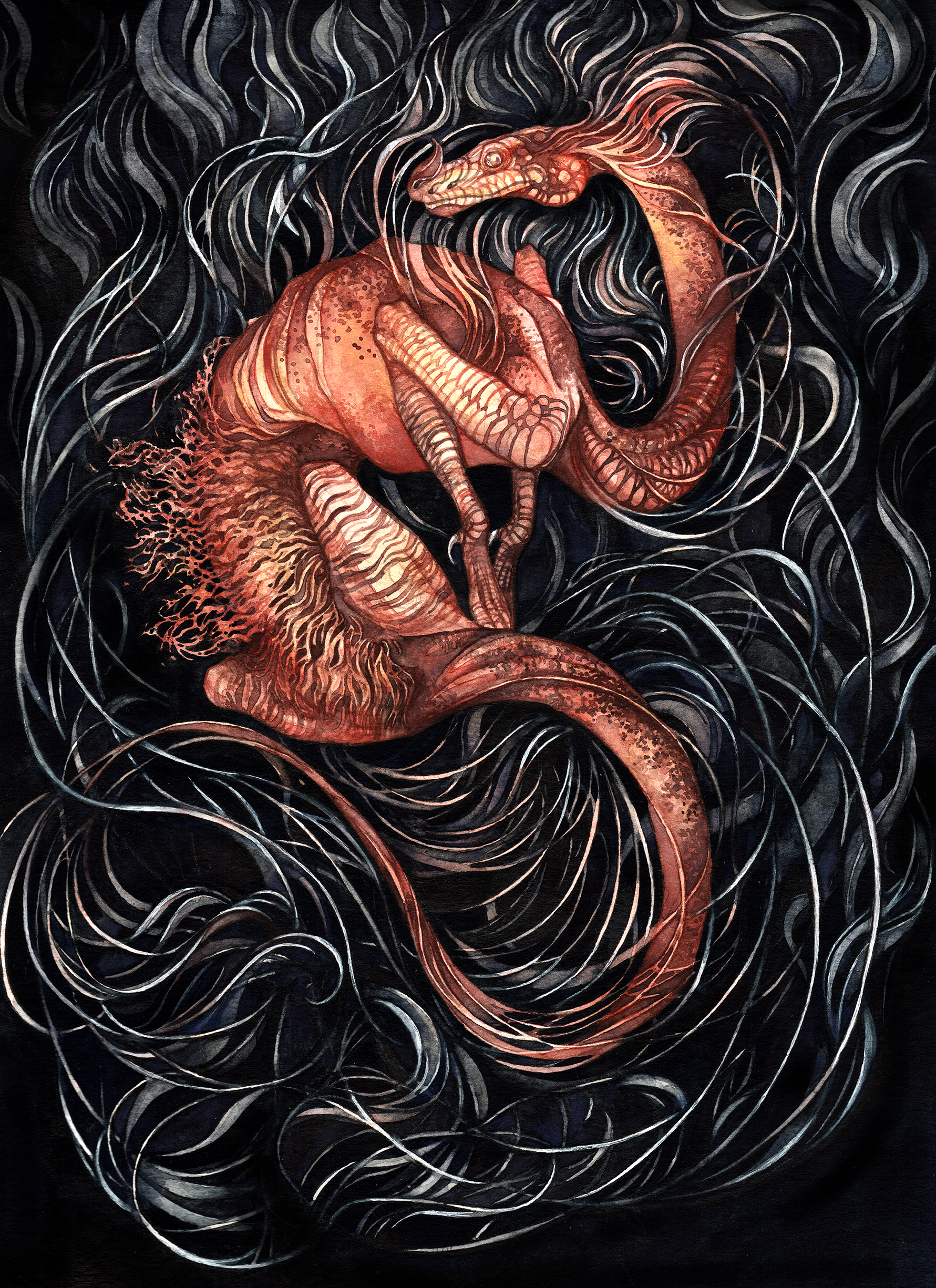 Salamander - Available