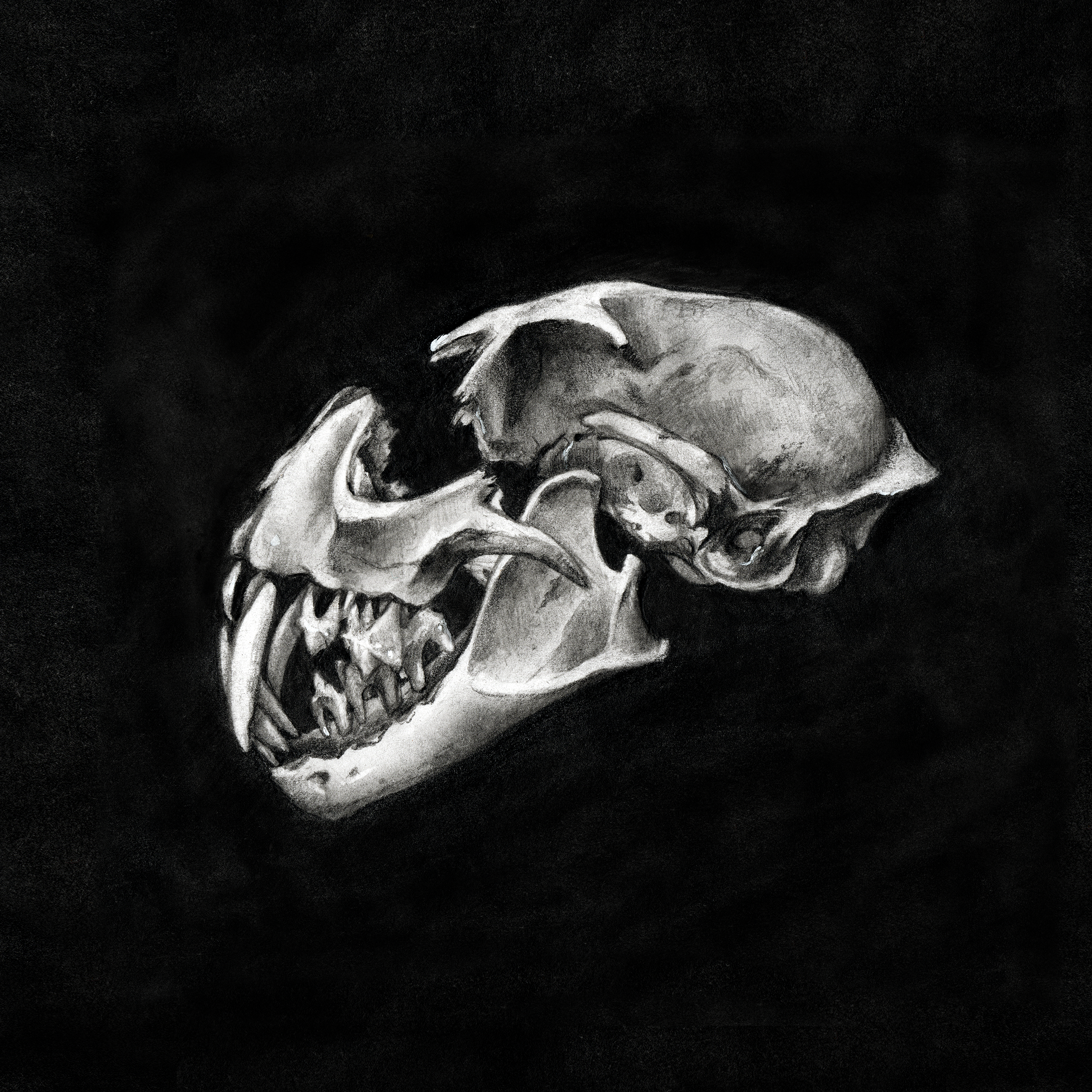 Cat Skull Study