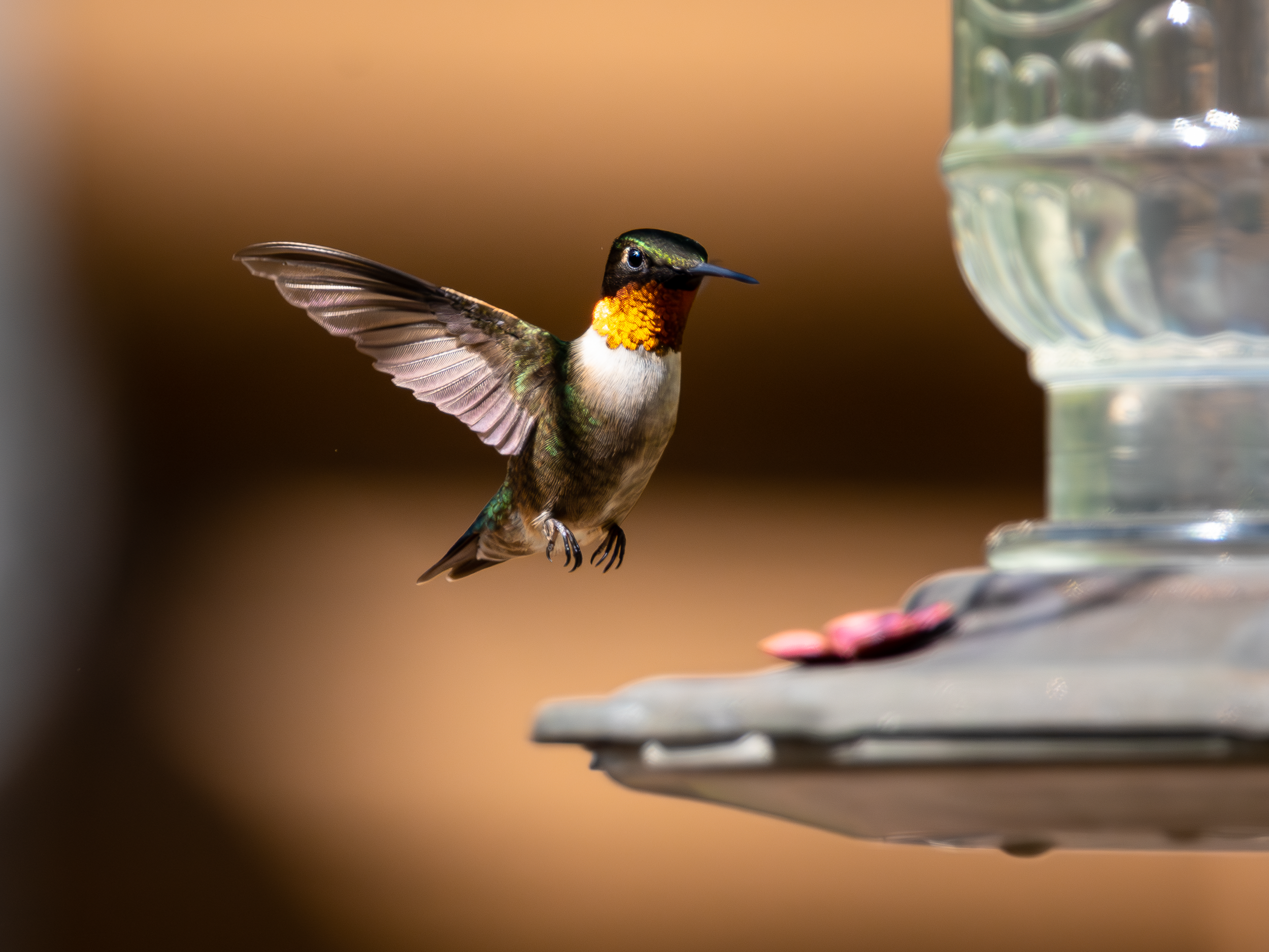 Hummingbird Frozen in Time