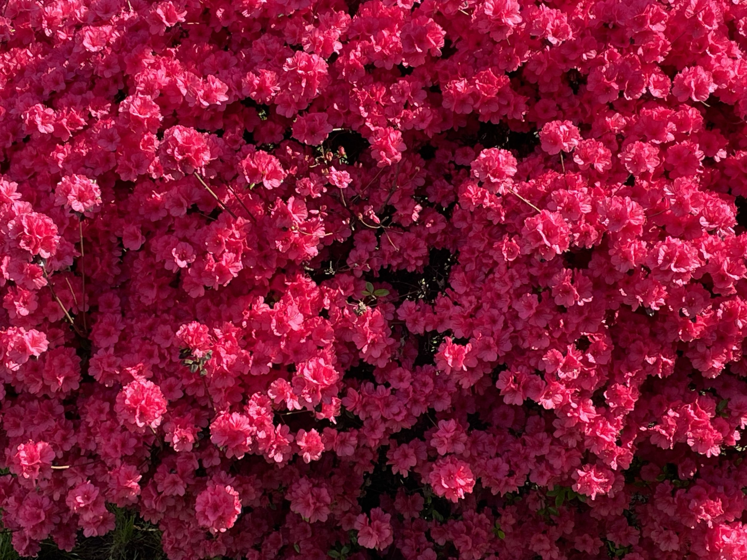 IMG_8088.jpeg