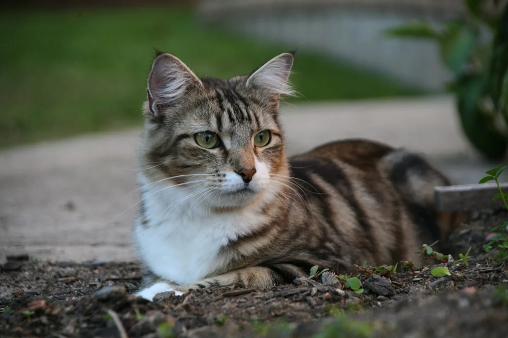 Tabby cat lying on the ground outdoors