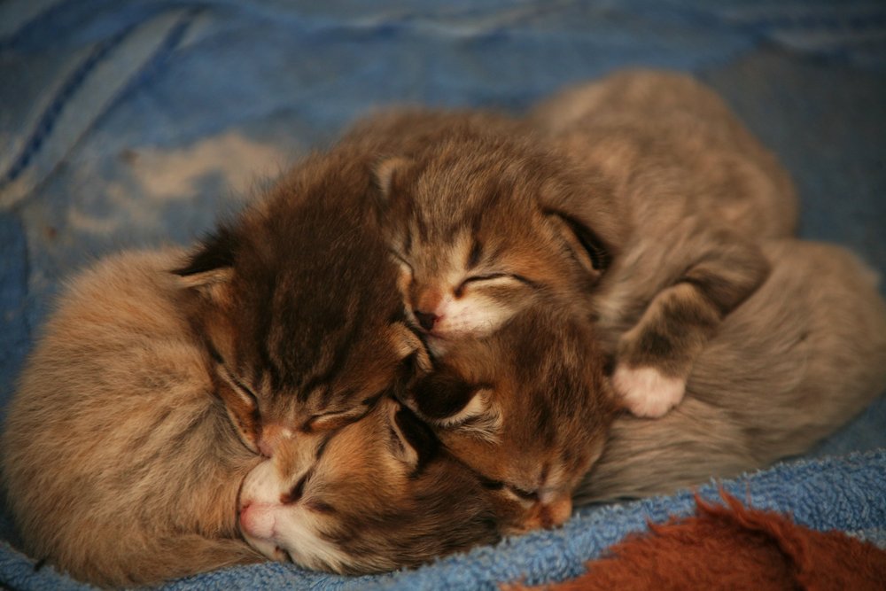 Cluster of sleeping kittens on a blue blanket.