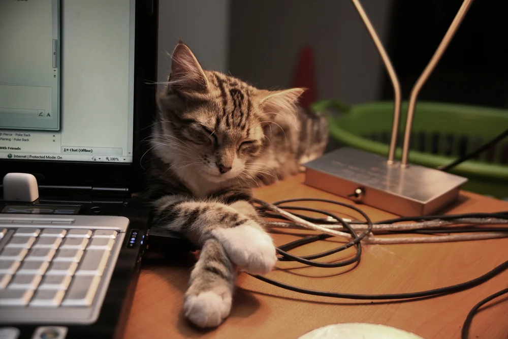 Sleeping cat beside laptop on desk with cables and lamp
