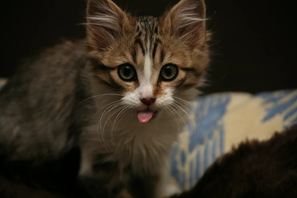 Close-up of a kitten with tongue out, wide eyes, and fluffy ears.