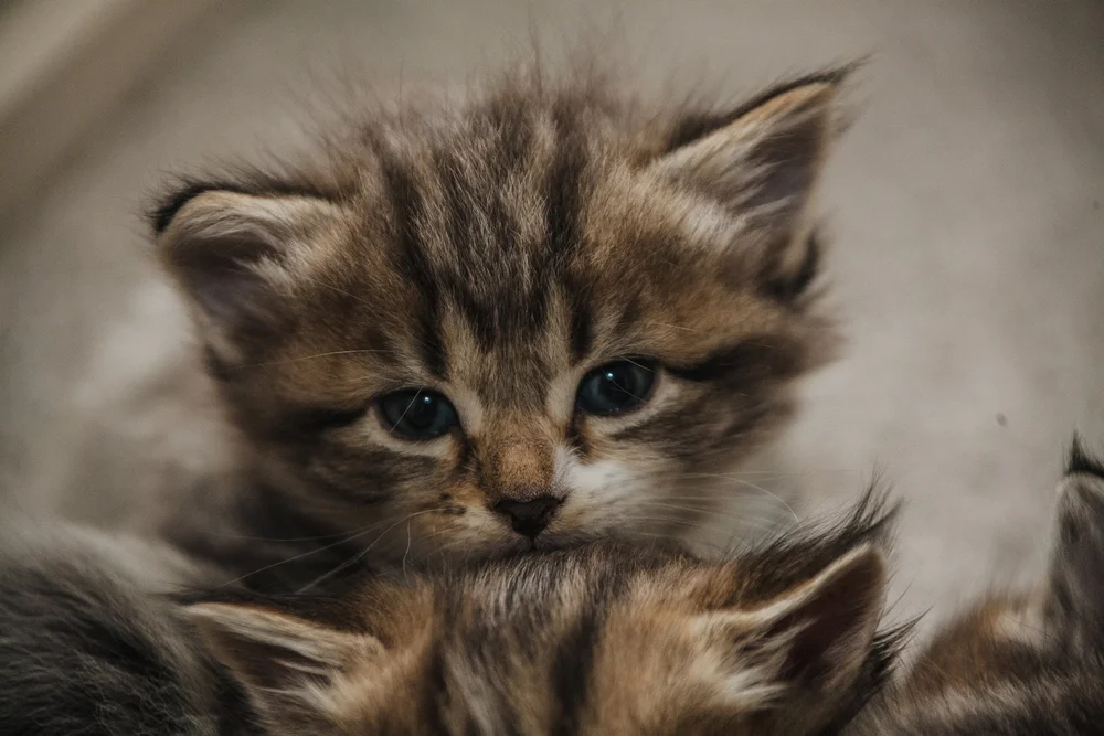 close-up of fluffy kitten with blue eyes