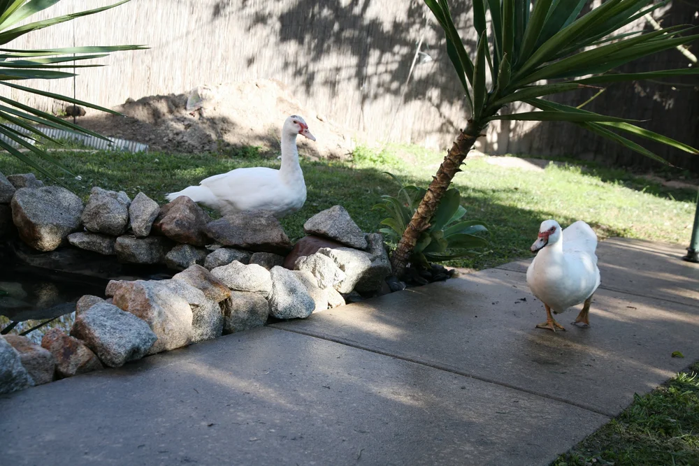 Two white ducks near a stone-bordered pond and a palm-like plant on a sunny day.