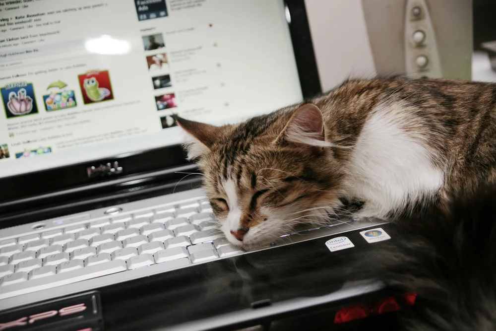 Tabby cat sleeping on a laptop keyboard with Facebook page on screen.