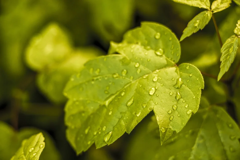 Close-up of green leaves with water droplets