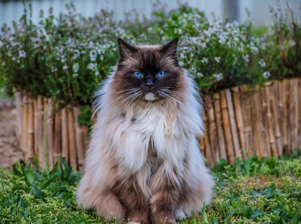 A long-haired cat in a garden