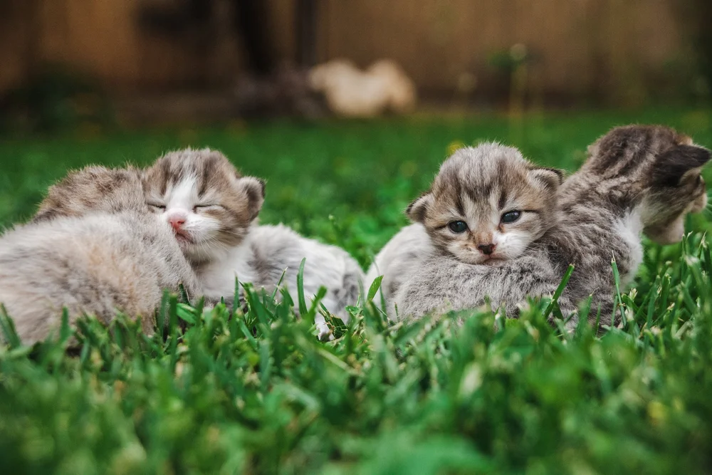 Group of kittens lying on grass outdoors