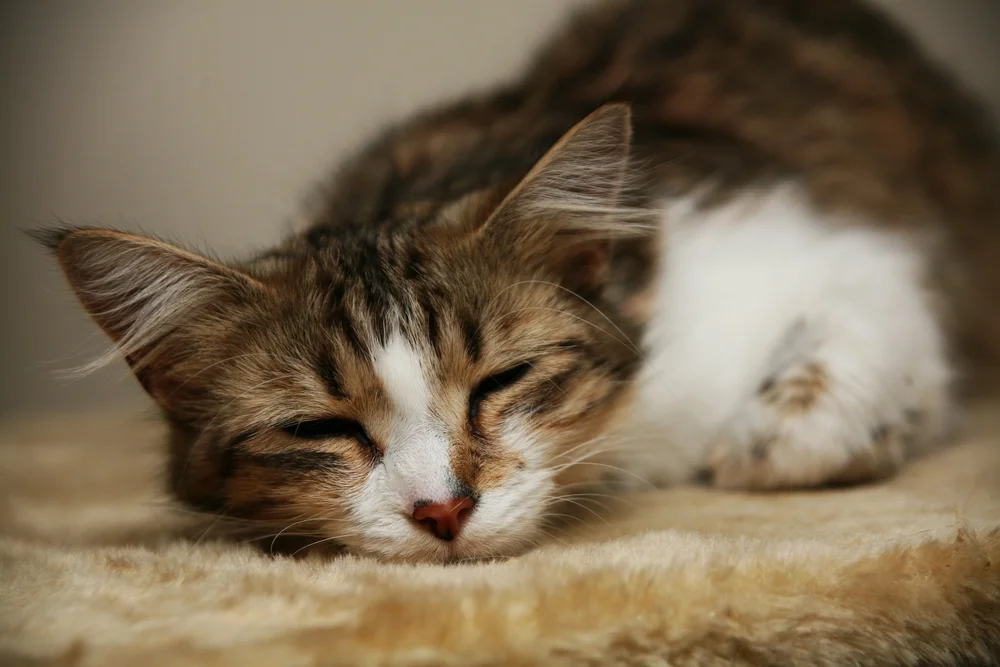 Close-up of a tabby cat sleeping on a soft surface.