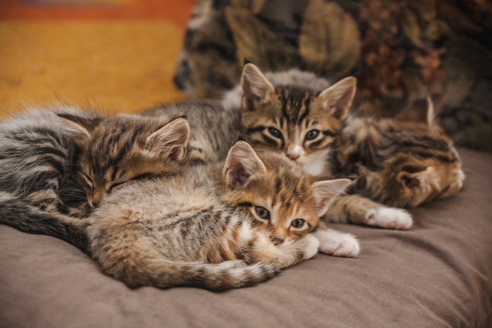 Four sleeping tabby kittens cuddled together on a cushion.