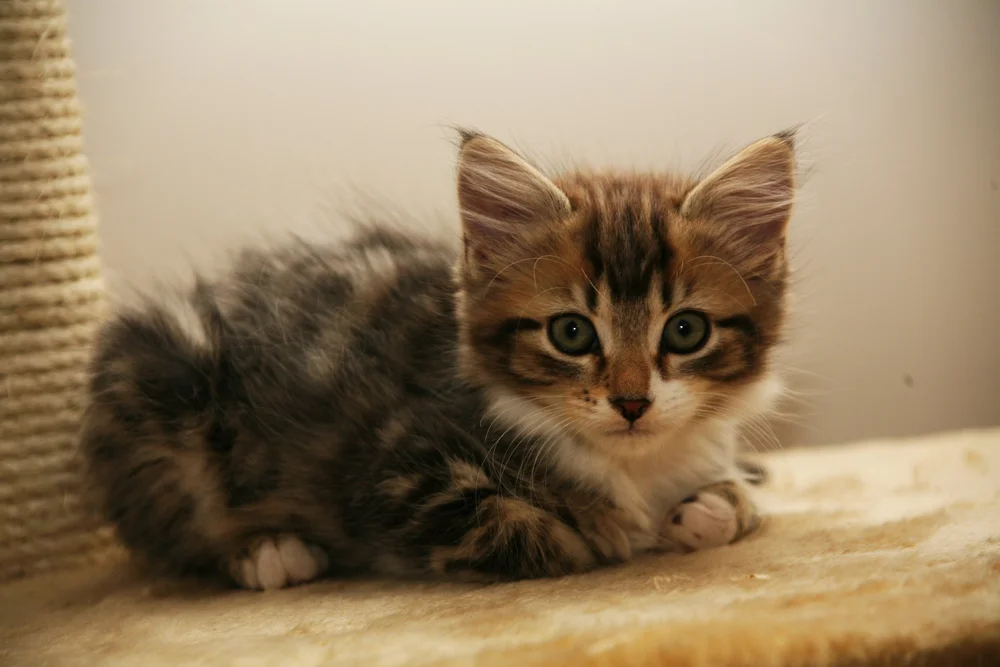 Fluffy kitten lying on a beige surface.