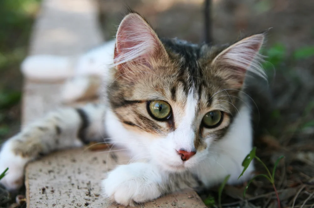 A cat resting in soft light