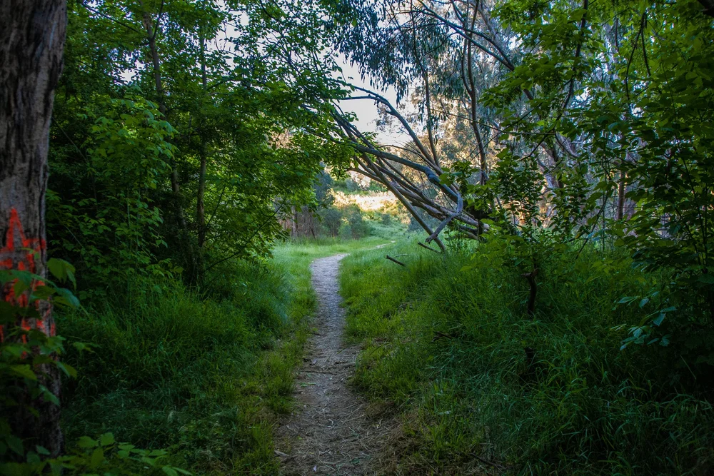 Narrow dirt path through lush green forest with dense trees and foliage.