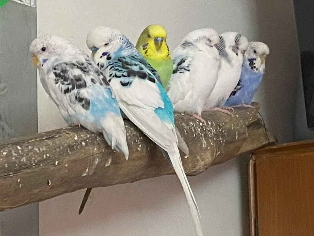 A group of budgies gathered on a perch