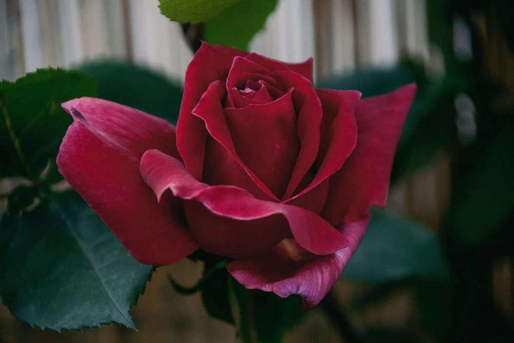 Close-up of a red rose with green leaves