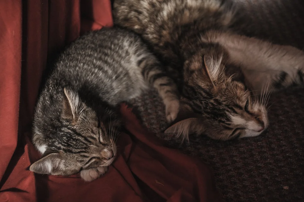 Two sleeping cats on a red and brown surface