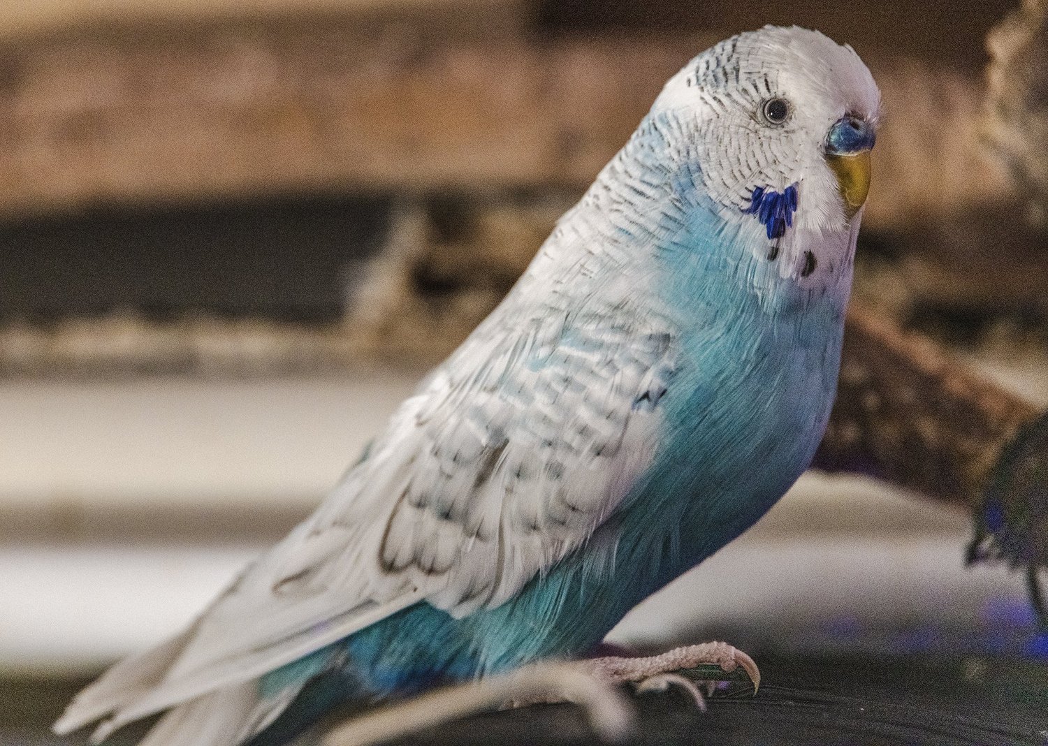 Clover Bootie, a blue-and-white budgie at Fluffington Manor