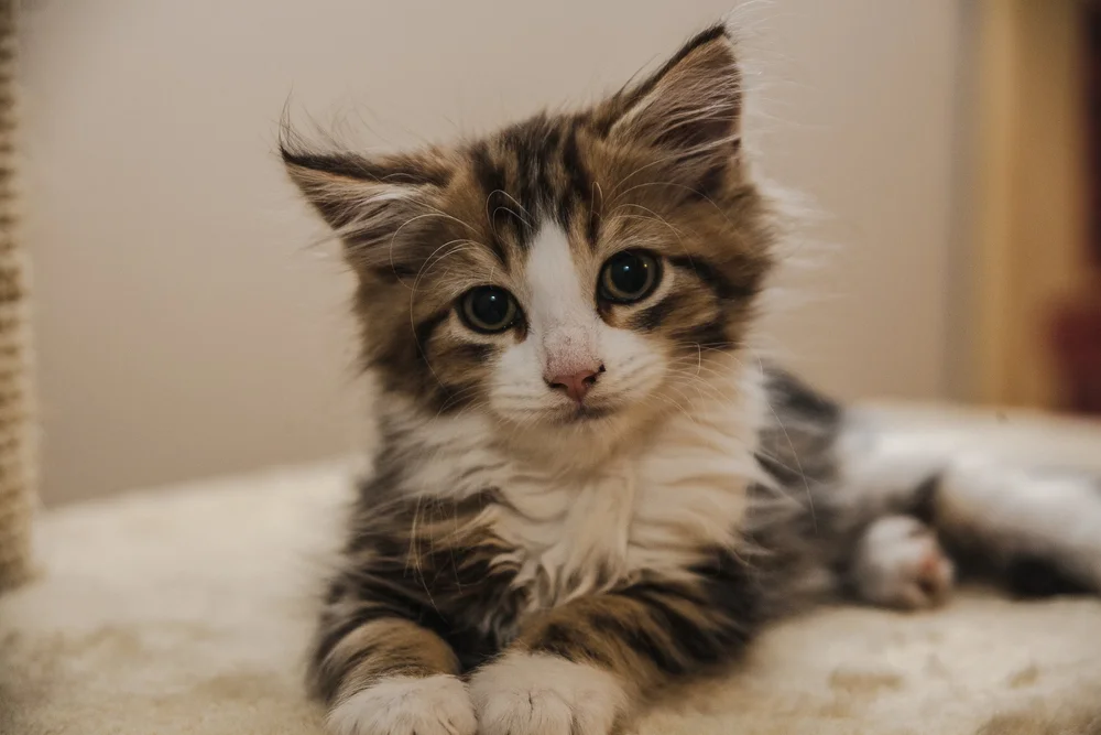 Close-up of a fluffy kitten with brown and white fur, looking at the camera.