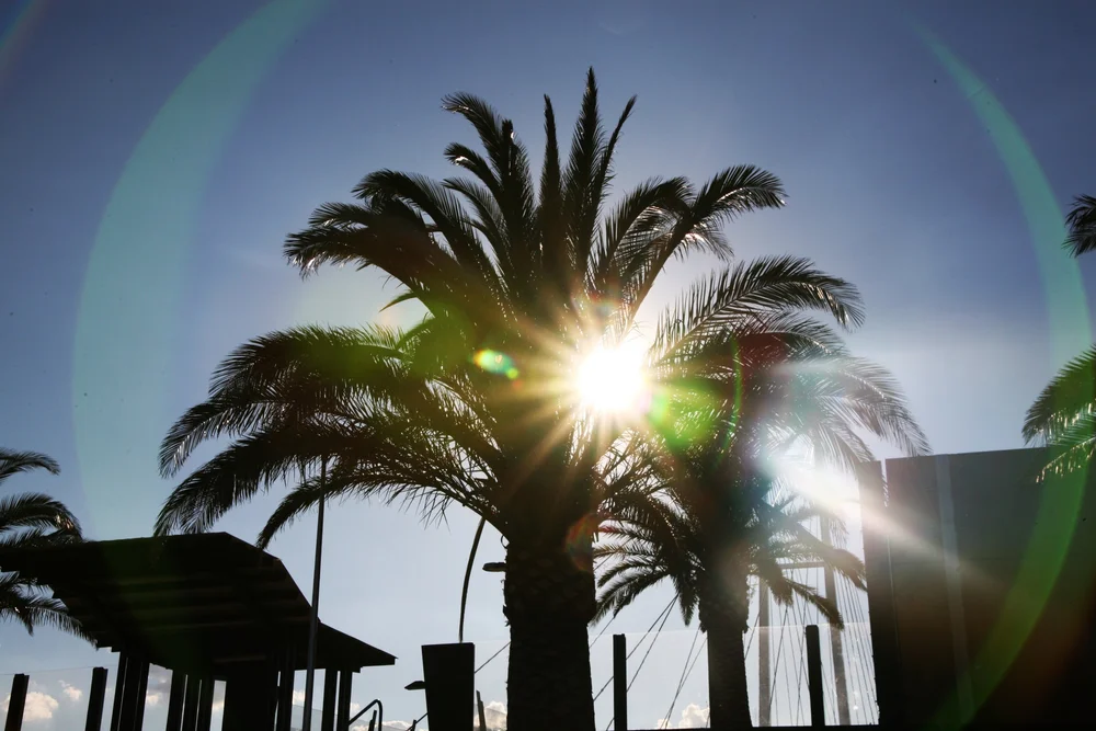 Silhouette of palm trees against a bright sunburst with lens flare.