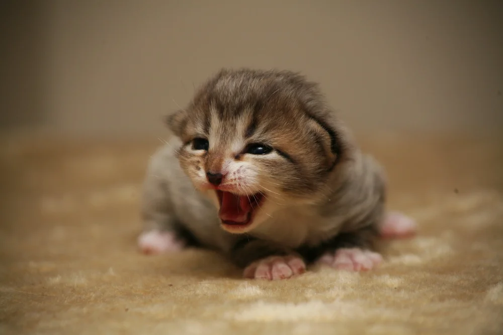 Newborn kitten meowing on soft surface