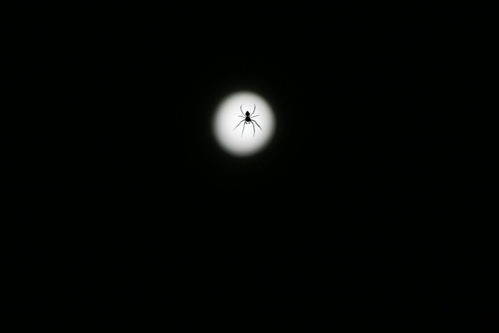 silhouette of a spider against a bright circular light on a dark background