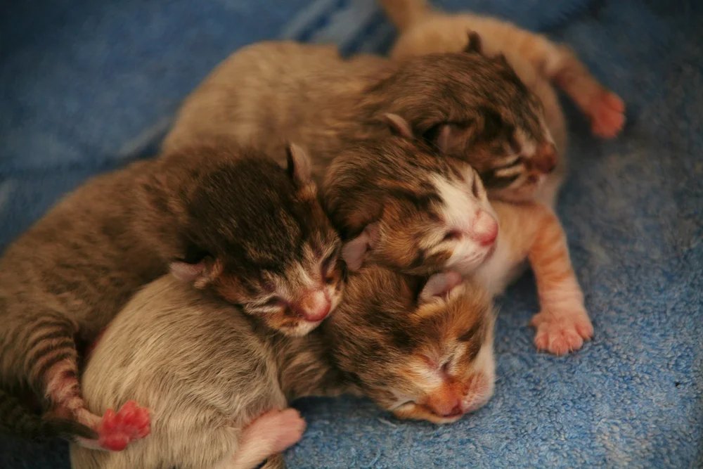 Newborn kittens sleeping on a blue blanket.