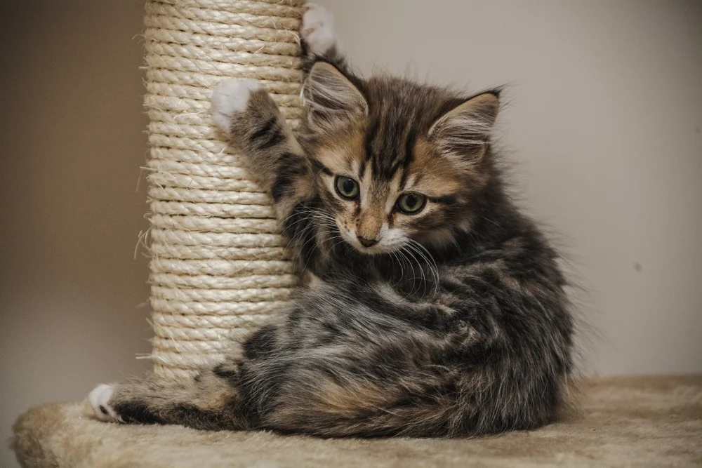 Kitten playing on a scratching post