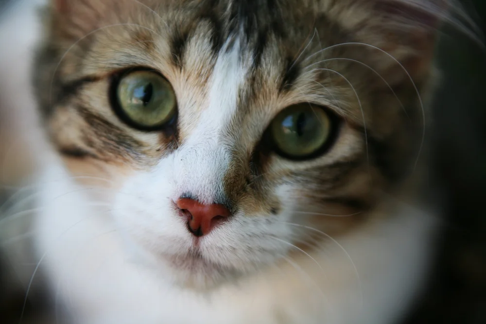 Close-up of a cat's face with green eyes and a pink nose.