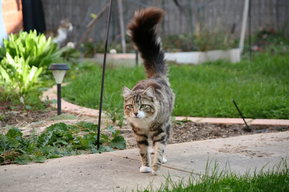 Fluffy tabby cat walking on a garden path with green grass and plants around.
