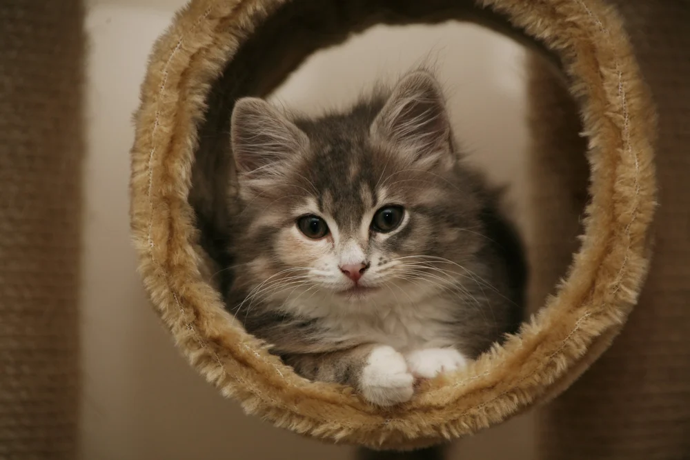 Fluffy kitten inside a cat tree tube