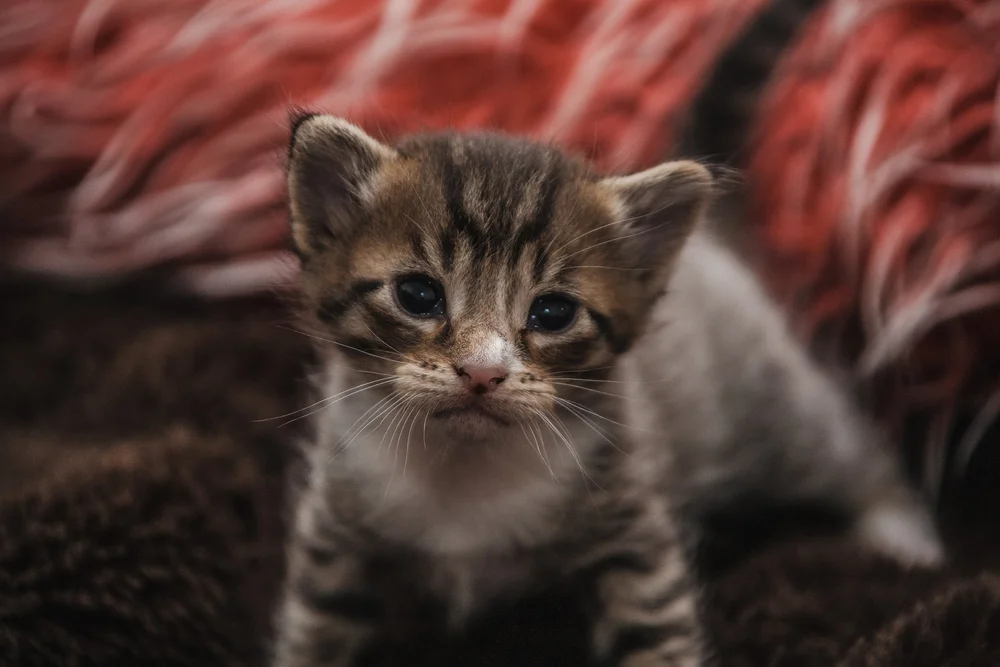 Close-up of a tabby kitten with dark eyes, sitting on a fuzzy brown and red background.