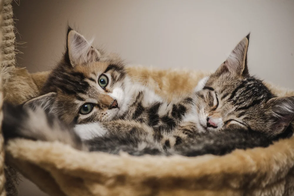 Two kittens resting in a soft cat bed.