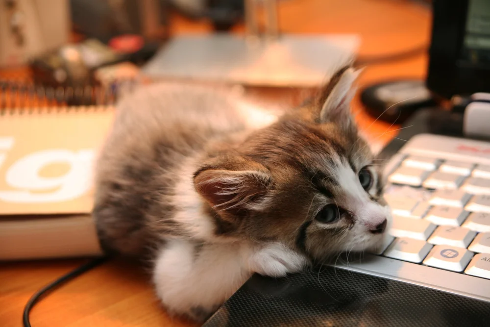 Kitten resting on a laptop keyboard
