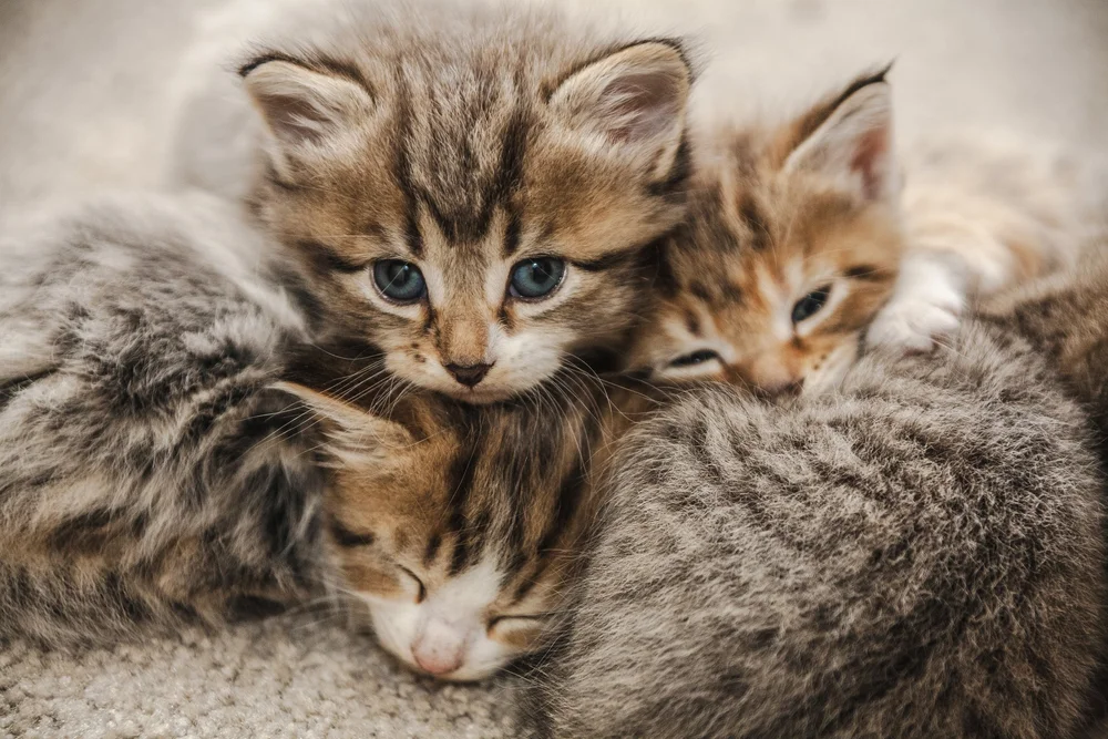 Two kittens resting together